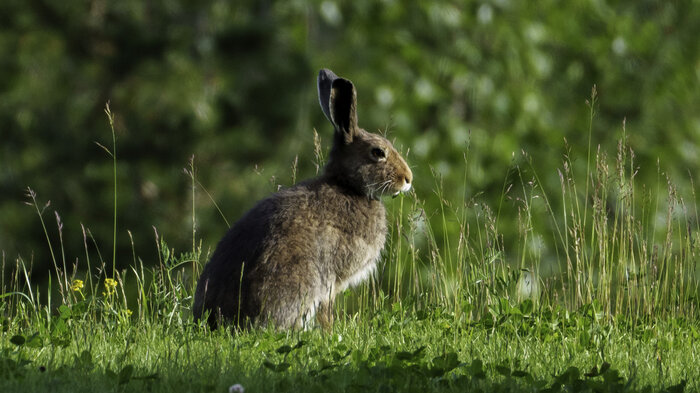 Bildet viser en hare.