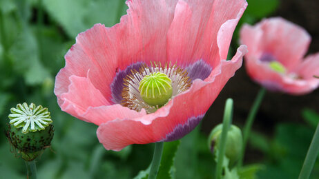 Bildet viser en valmue av arten Papaver somniferum