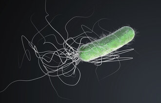 Pseudomonas aeruginosa