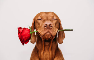 En hund som holder en rose i munnen