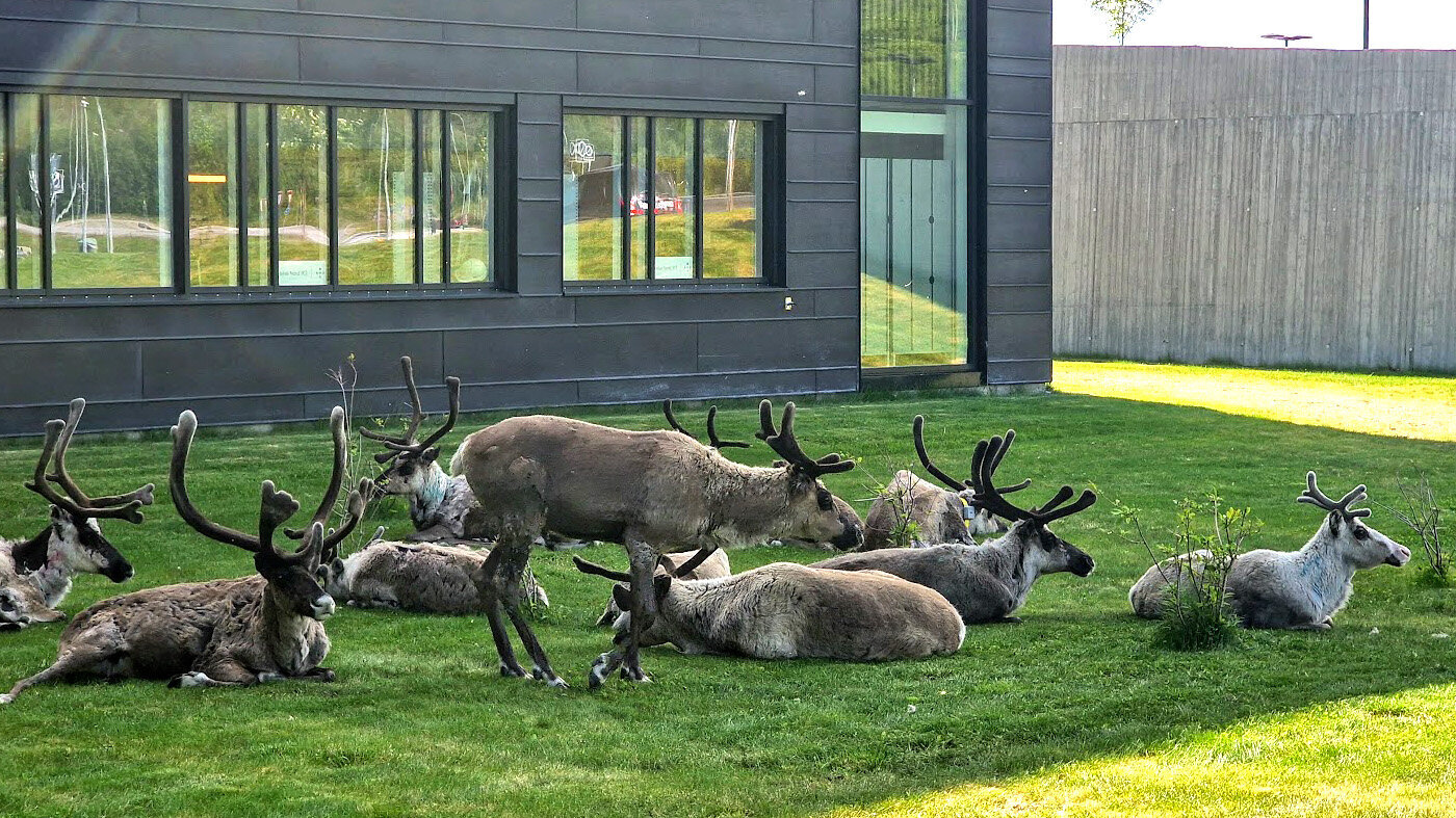 Bilde viser en reinsdyrflokk som ligger på plenen utenfor sykehuset.