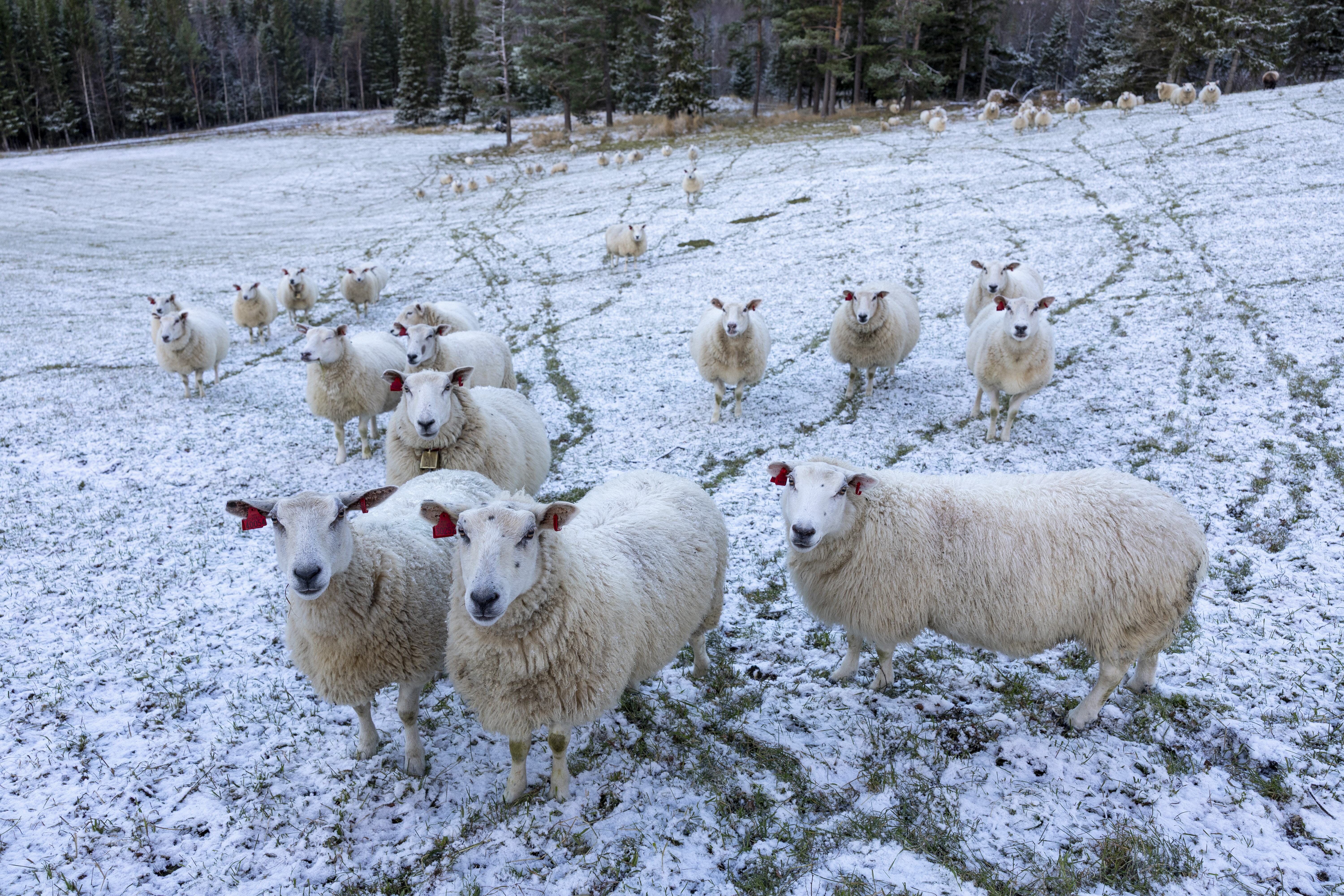 Sauer i snø