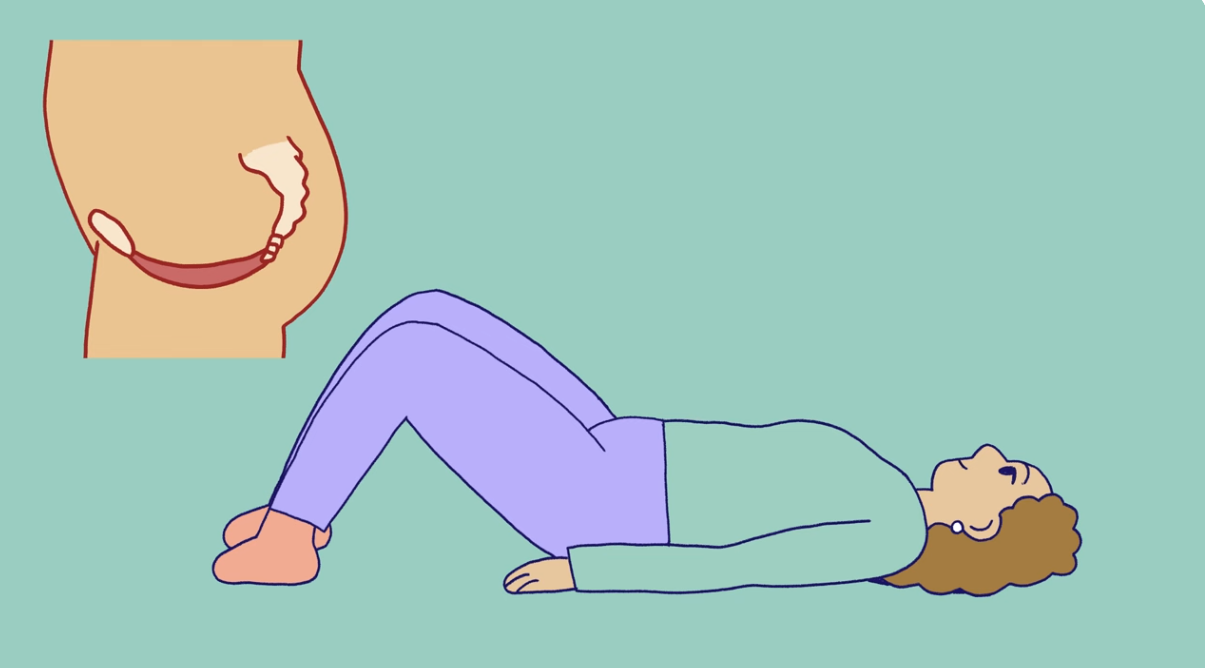 pelvic floor exercises The illustration shows a woman’s pelvic floor, as well as a woman lying on the floor with her knees bent, ready for pelvic floor training.n viser en kvinnes bekkenbunn samt en dame som ligger på gulvet med bøyde knær, klar for bekkenbunnstrening
