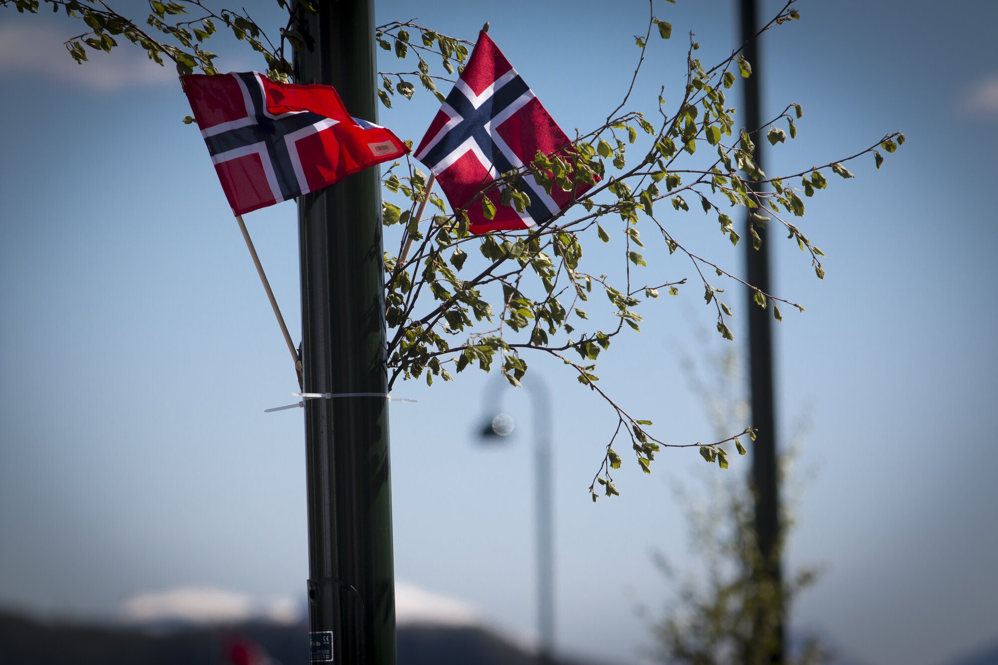 Norske flagg Bildet viser to norske flagg og bjørkekvister