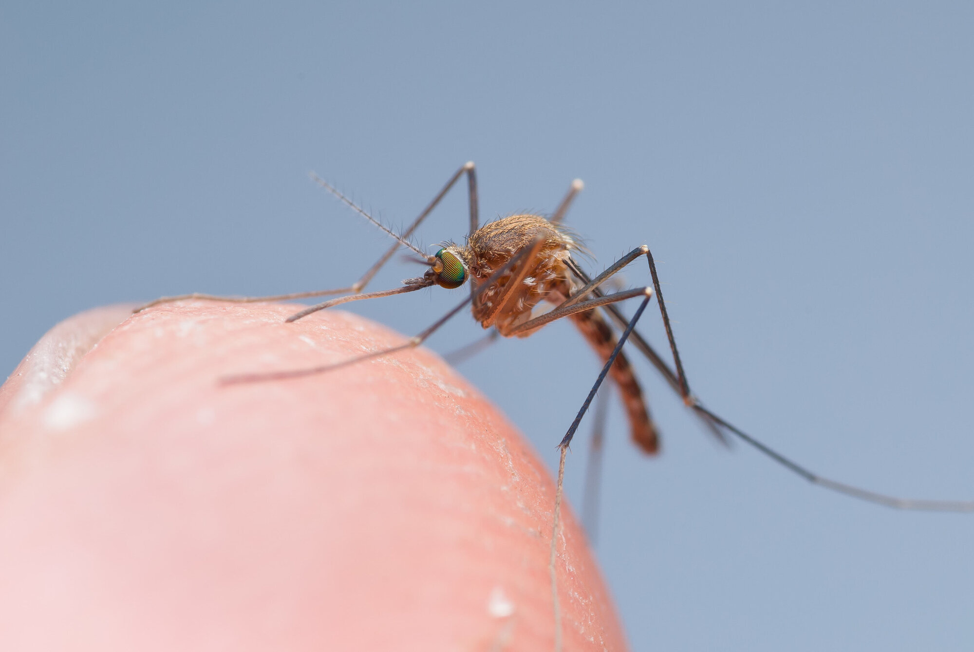 Culex pipiens Bildet viser Culex pipiens