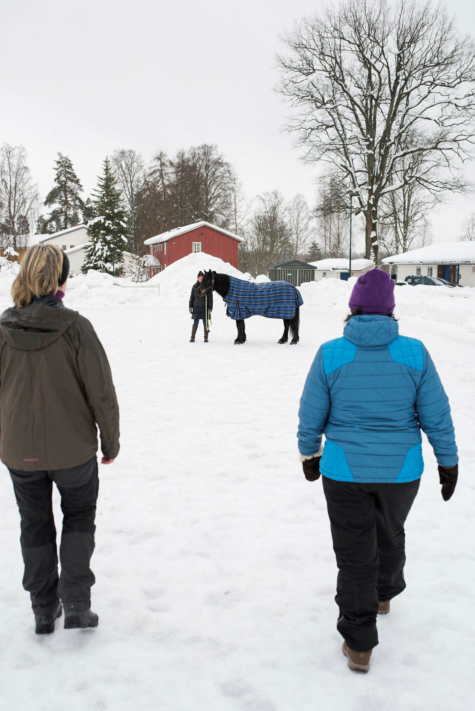 Hestesentrert psykoterapi på Modum bad