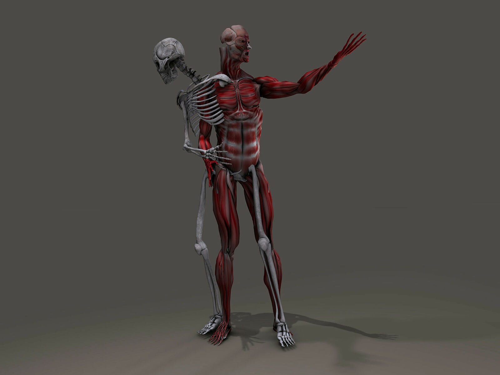 Bildet viser en anatomisk modell av et skjelett som skiller lag med sine egne muskler