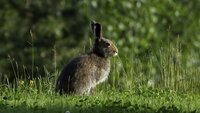 Bildet viser en hare.