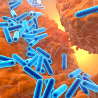 Pseudomonas aeruginosa